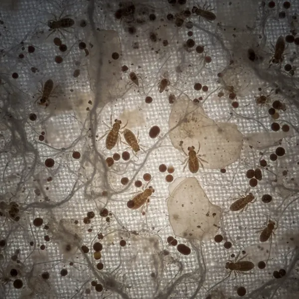 Hypoallergenic Pillows: Do They Really Stop Dust Mites?